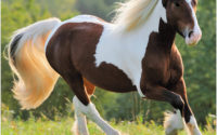 A Range of Horse Addles in Innumerable Hues Perfect For Horse Riding