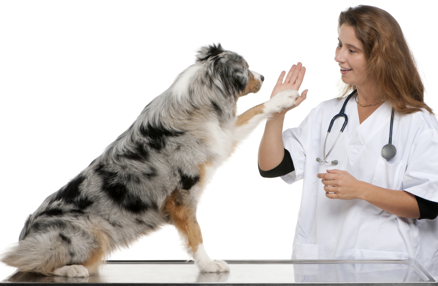 Choosing The Perfect Apparel/scrubs Gloves For Your Veterinary Clinic Writing Response