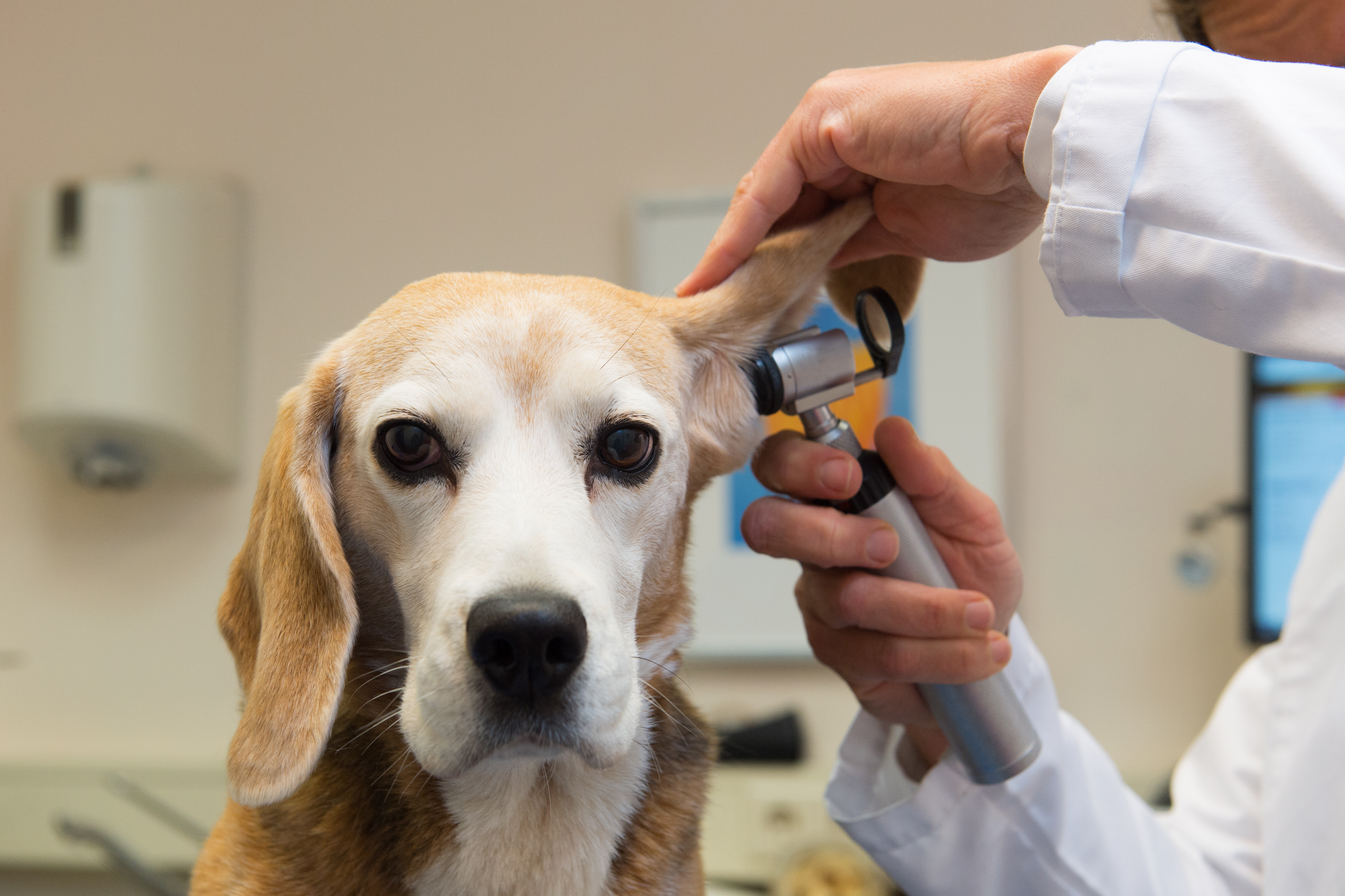 How to Find Affordable Veterinarian Maryland