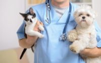 Taking Care of Your Pet With Vet Clinic and Pet Clinic in Lincoln