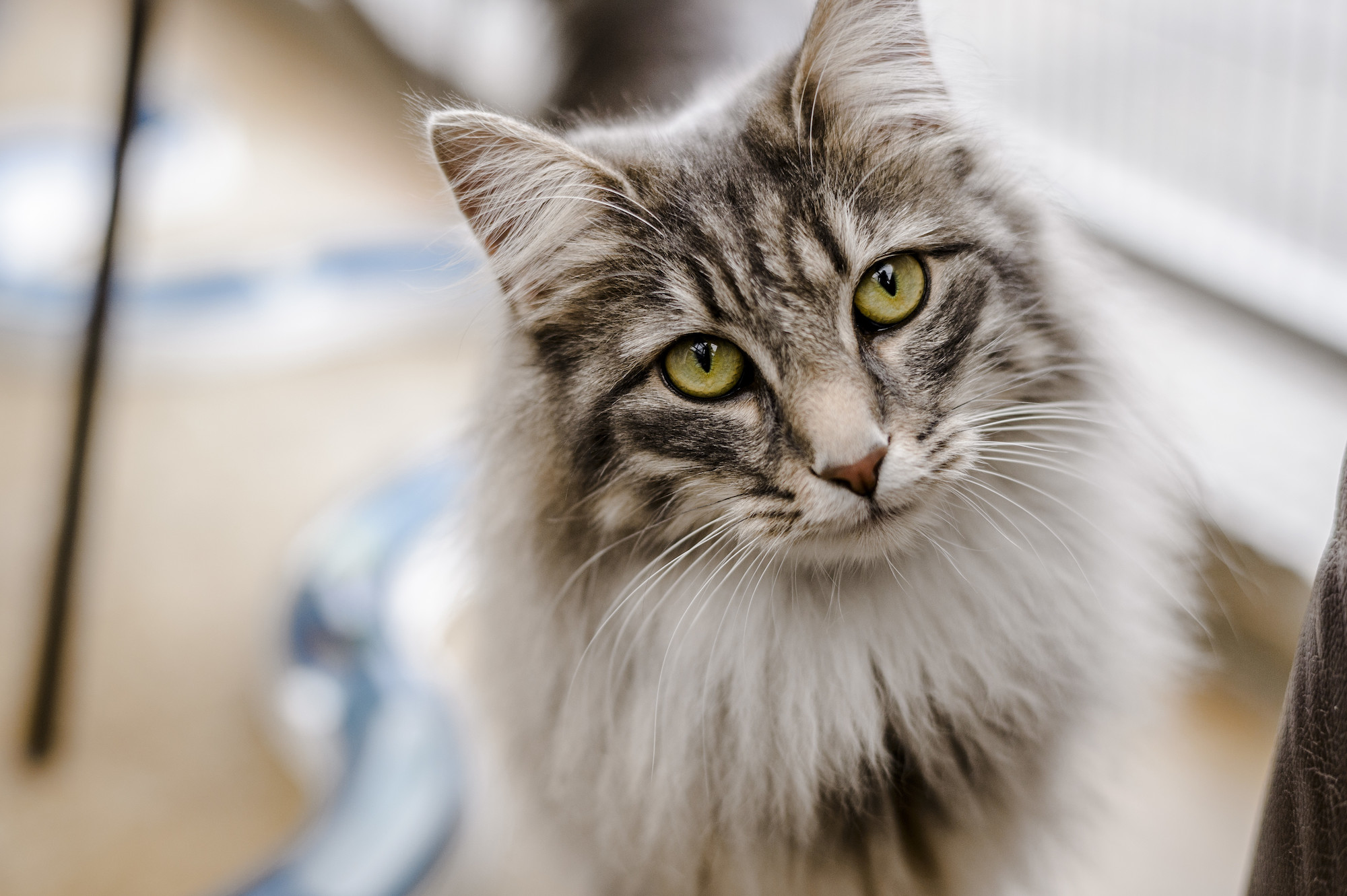 The Best Shampoos And Tips on How To Bath Your Cat
