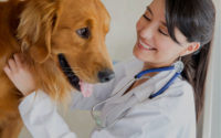 Why Veterinary Stem Cell Therapy Offers New Hope
